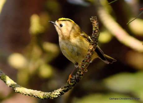 Goudhaantje in de Najaarszon