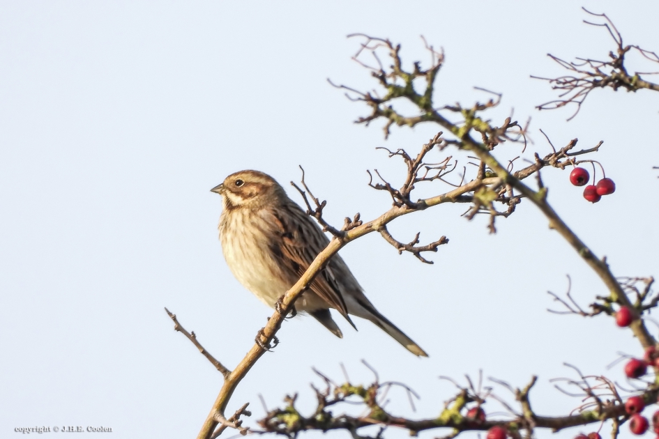 Graspieper - Vogels - Graspieper