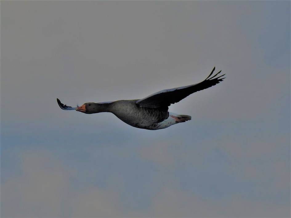 Grauwe gans in de lucht - Vogels - Grauwe gans
