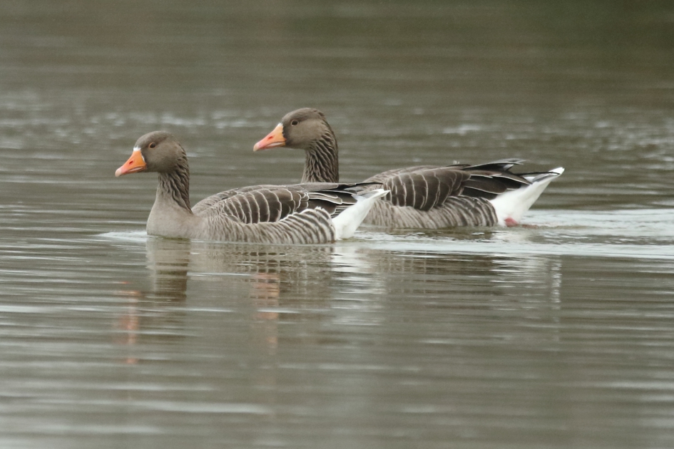 grauwe ganzen - Vogels - grauwe gans