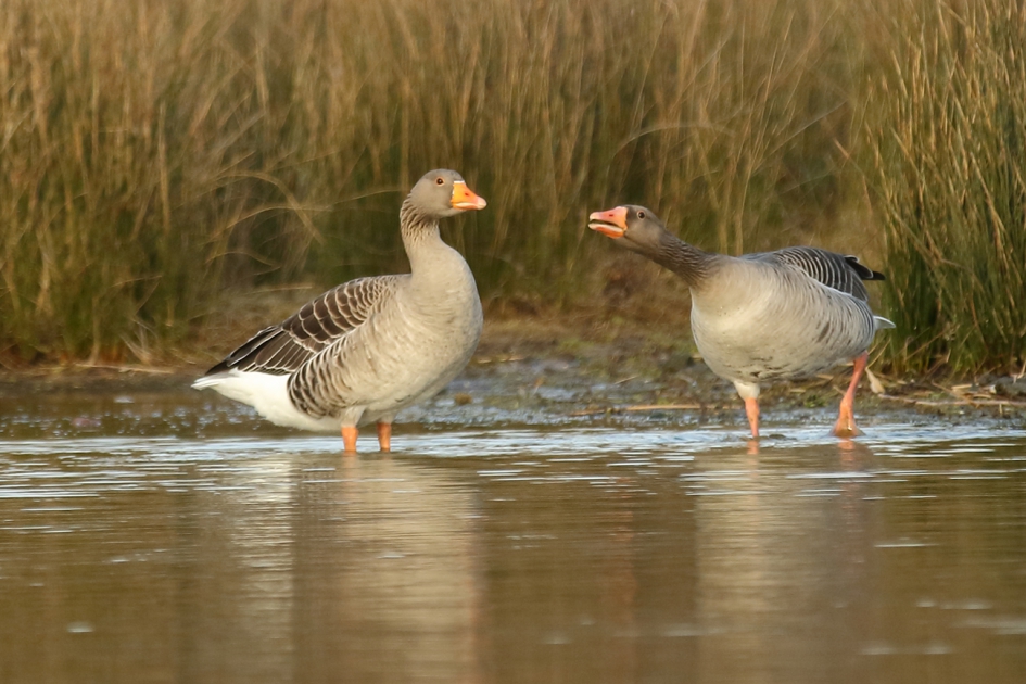 grauwe ganzen - Vogels - grauwe gans