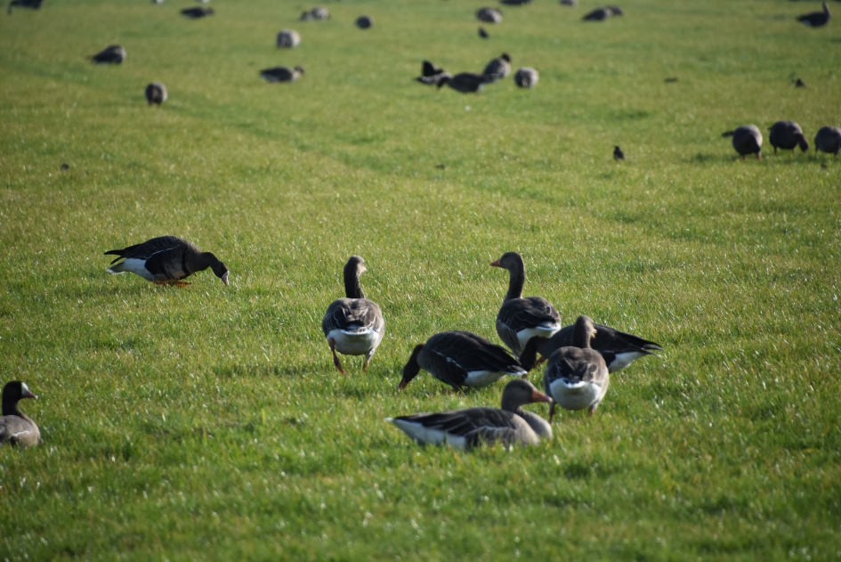 Grauwe ganzen - Vogels - 