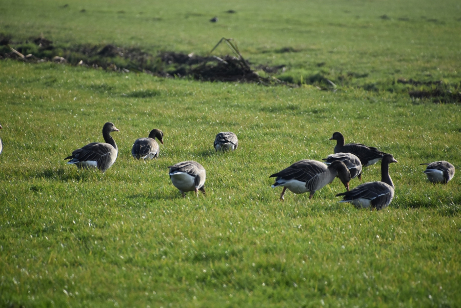 Grauwe ganzen - Vogels - 