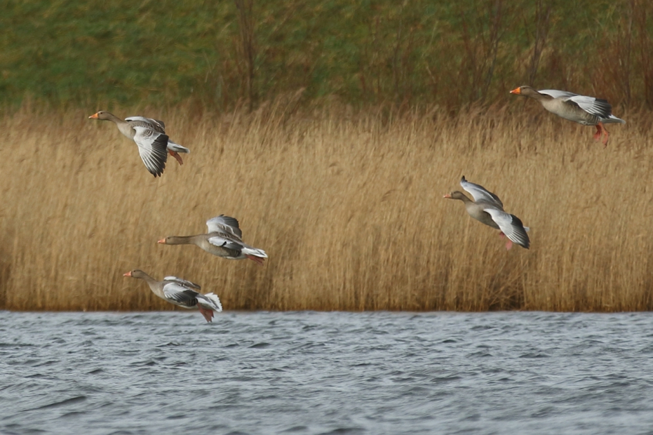 grauwe ganzen - Vogels - grauwe gans