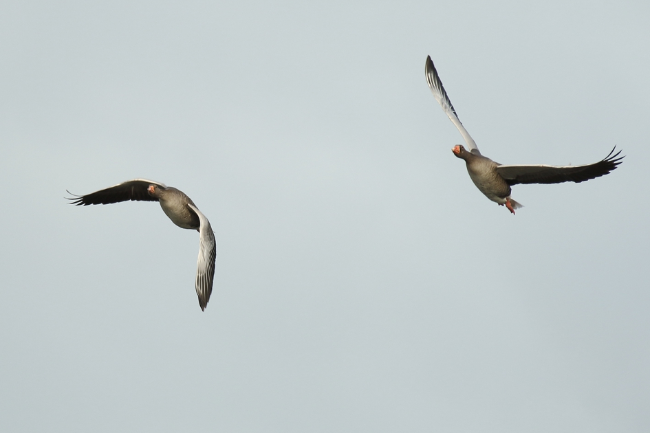 grauwe ganzen - Vogels - grauwe gans