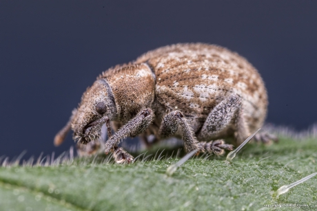 Grijze bolsnuitkever