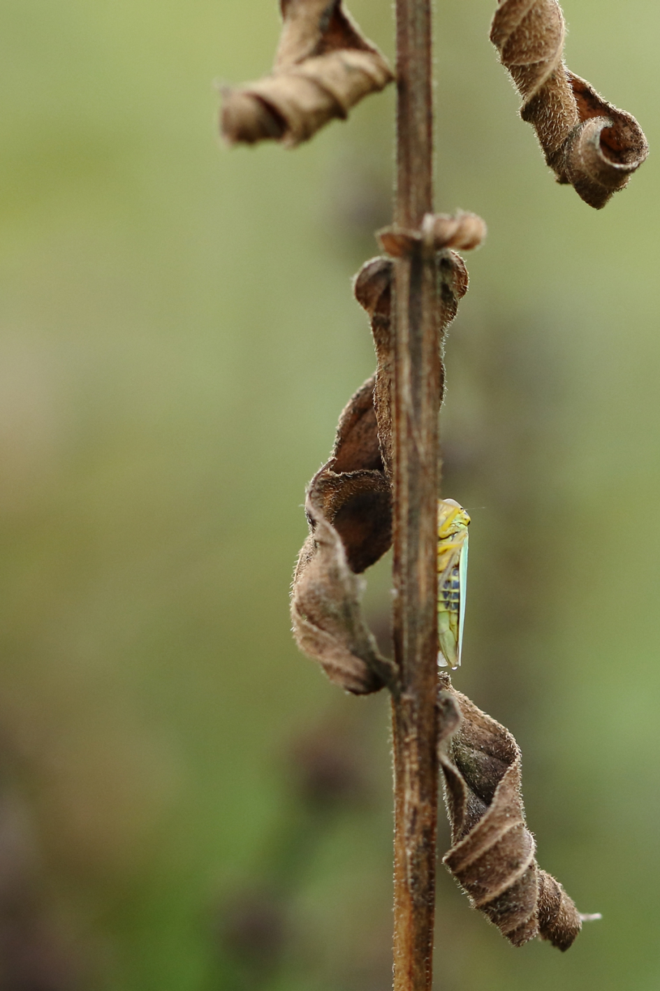 groene rietcicade - Geleedpotigen - 