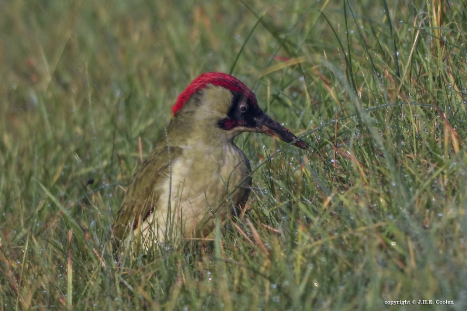 Groene specht - Vogels - Groene specht