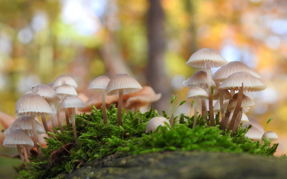 Groepsfoto - Schimmels - Bundelmycena