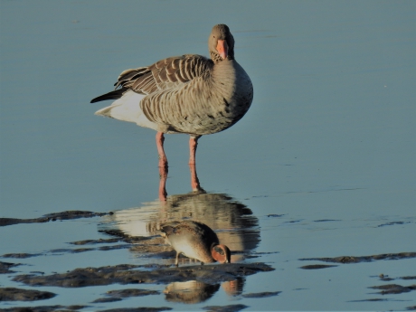 Groot verschil in formaat tussen een Wintertaling en een Grauwe gans