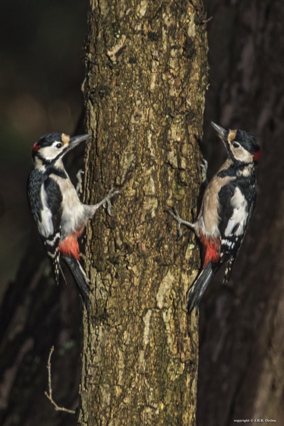 Grote bonte specht - Vogels - Grote bonte specht