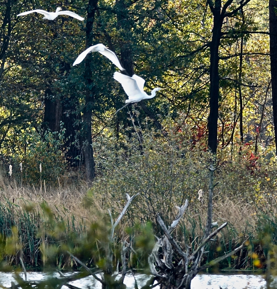 Grote Zilvers boven het bosven - Vogels - Grote Zilverreiger