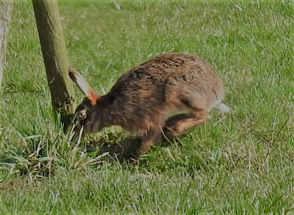 Haas verlaat weiland via de sloot - Zoogdieren - Haas