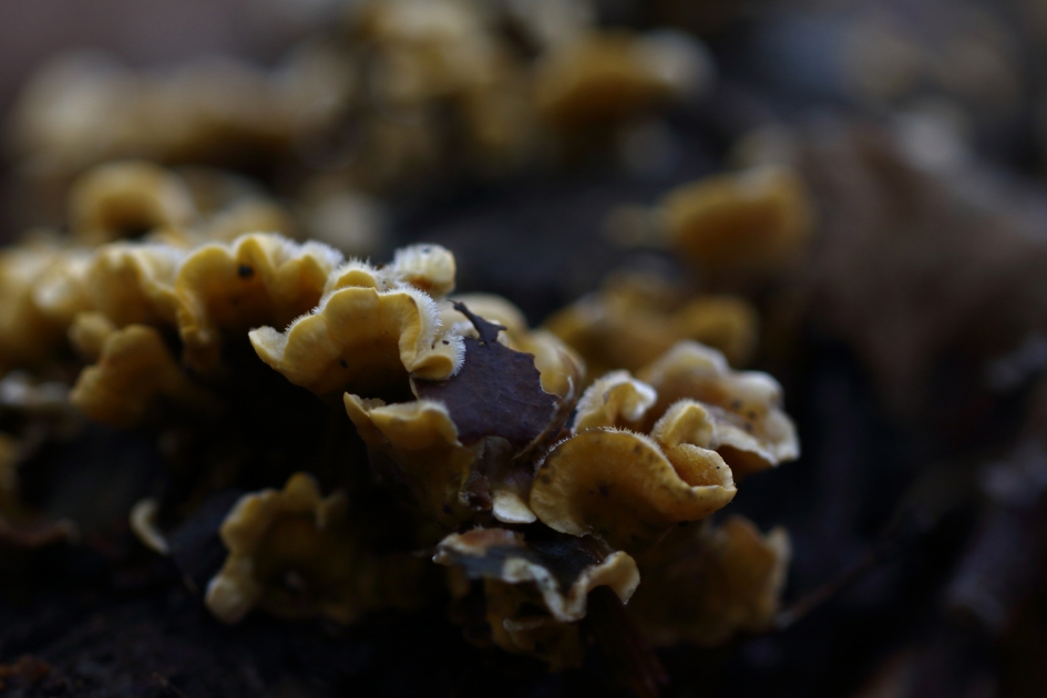 harige paddenstoel - Schimmels - 