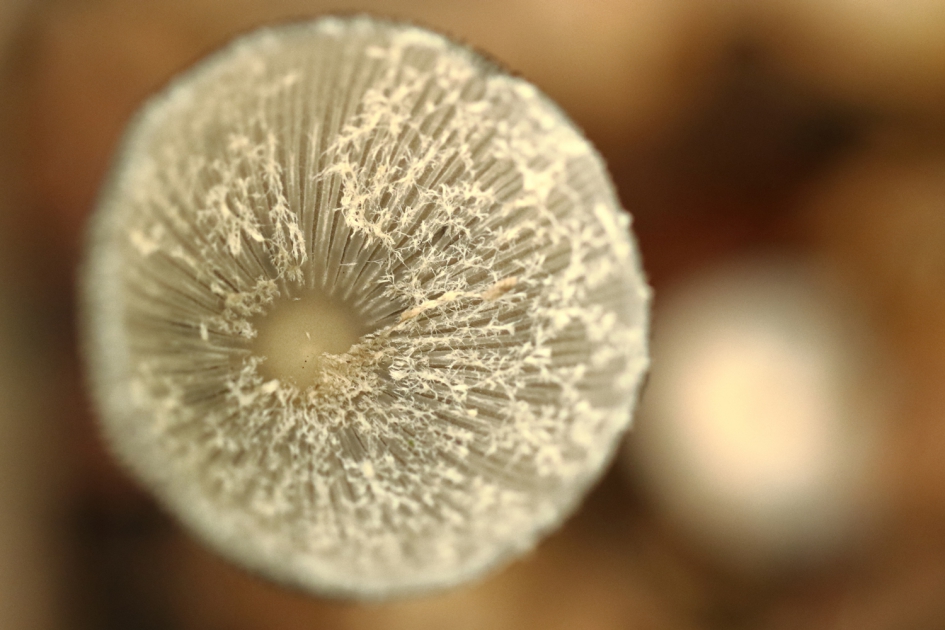 hazenpootje - Schimmels - hazenpootje