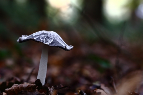 hazenpootje in straaltje zonlicht