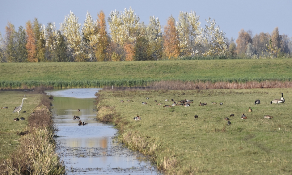 Heel veel smienten... - Vogels - 