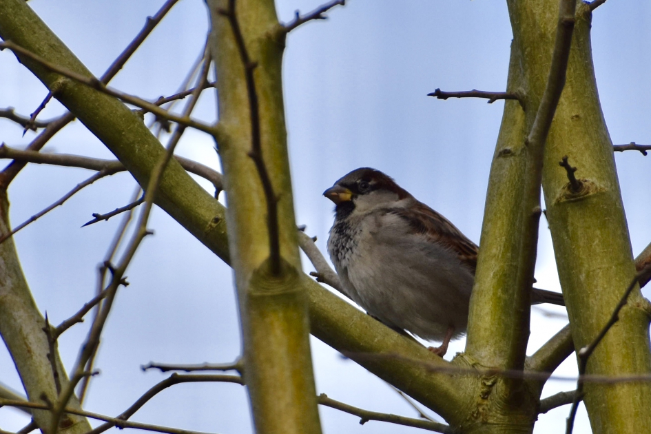 Heggenmus??? - Vogels - 