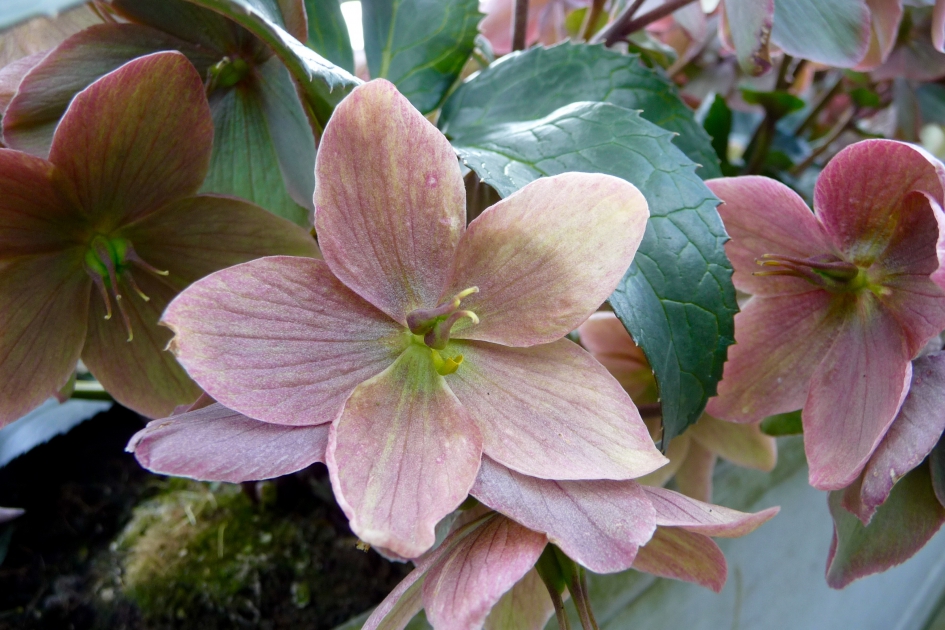 Helleborus - Planten - 