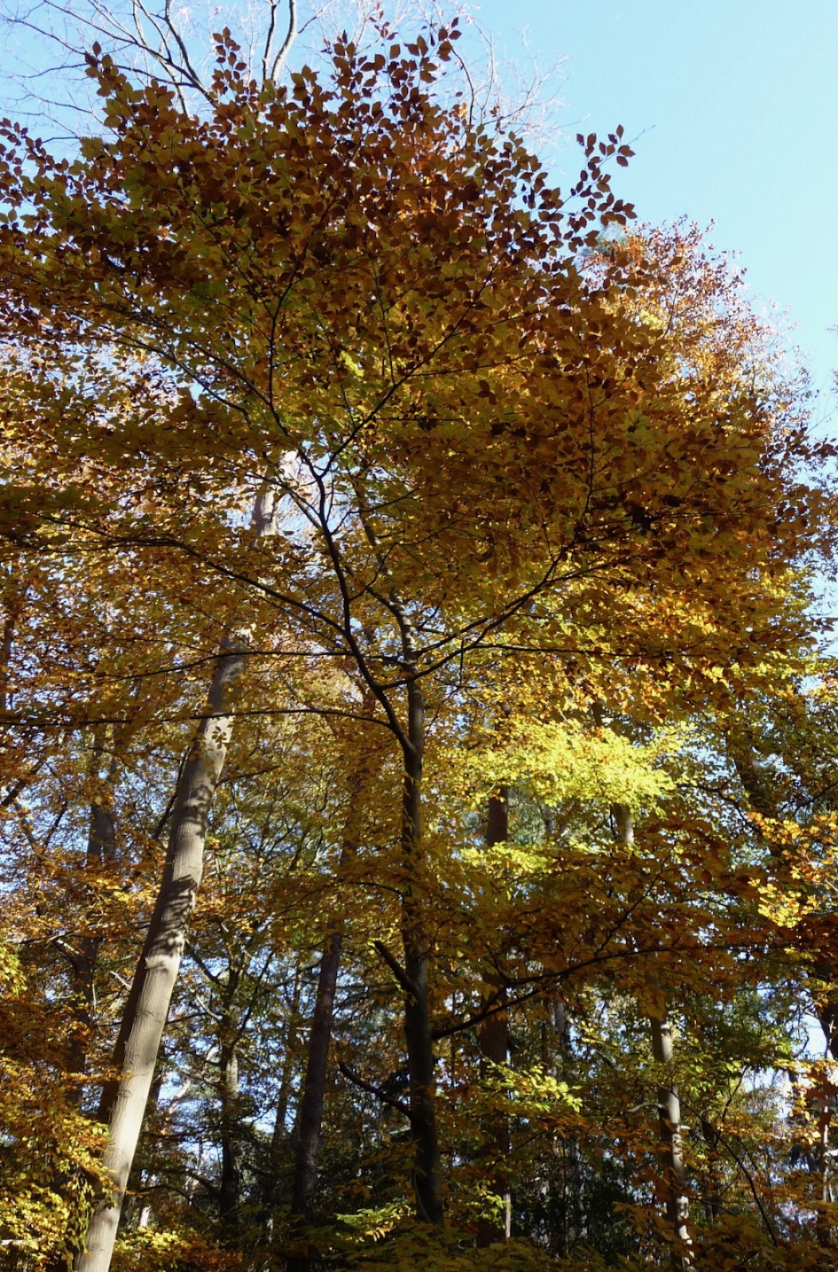 Herfst - Weer en landschap - 