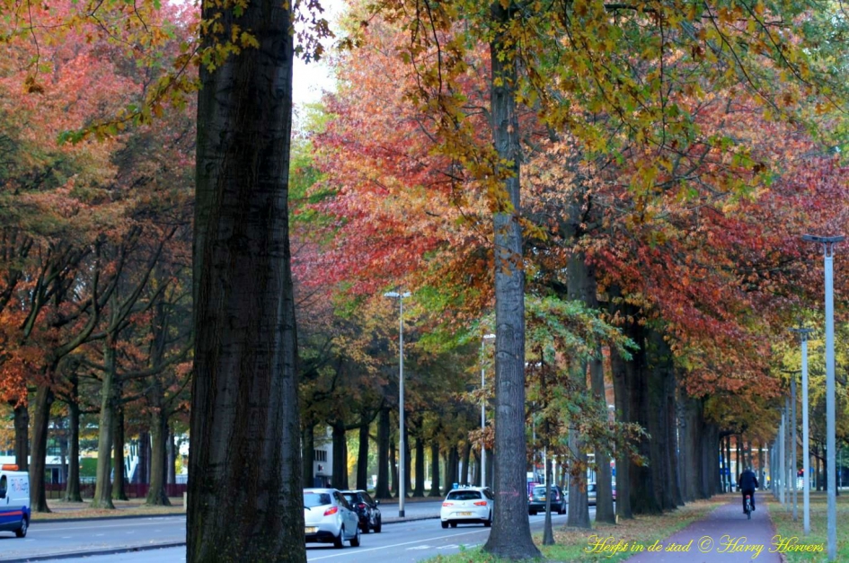 Herfst in Tilburg - Weer en landschap - 
