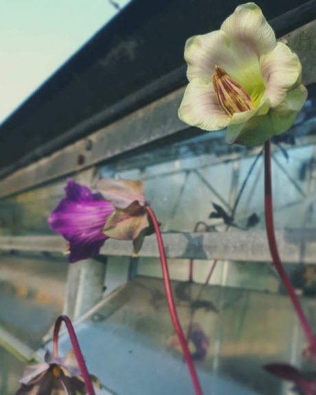 Herfstbloemen in Zachte Tonen