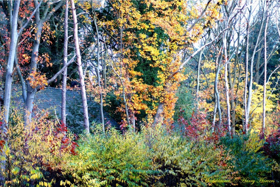 herfstkleuren - Weer en landschap - herfstkleuren