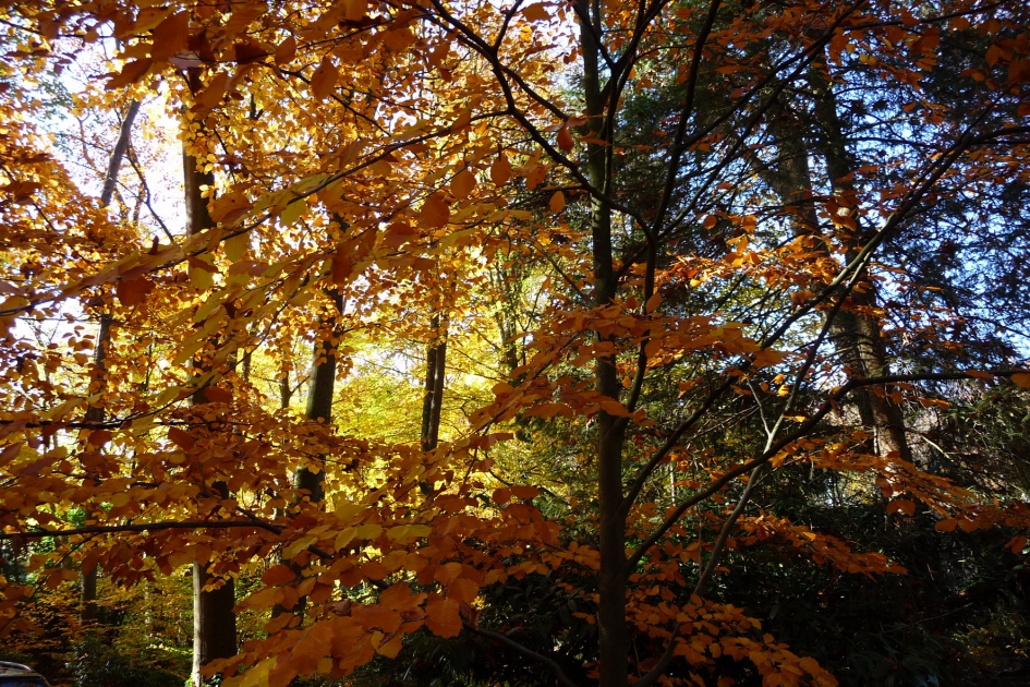 Herfstkleuren - Planten - 