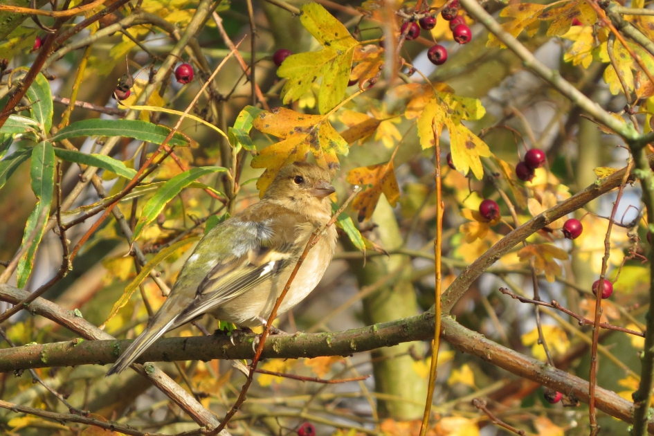 Herfstvink - Vogels - 