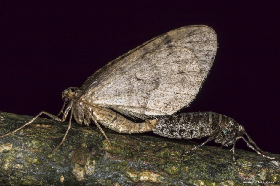 Het doel. - Geleedpotigen - Kleine wintervlinder