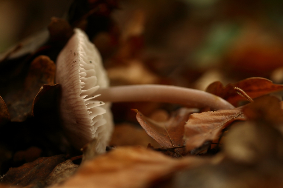 het is mooi geweest - Schimmels - 