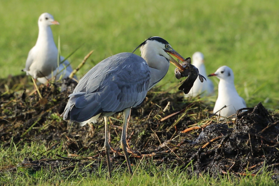 Het nakijken - Vogels - Blauwe reiger