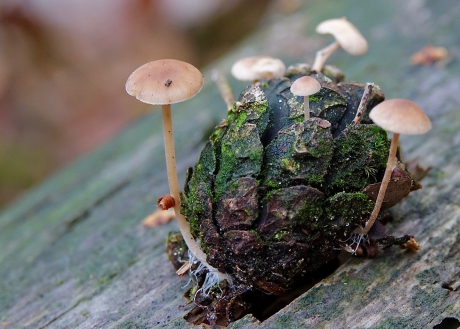 Het tweede leven van een naaldboomkegel