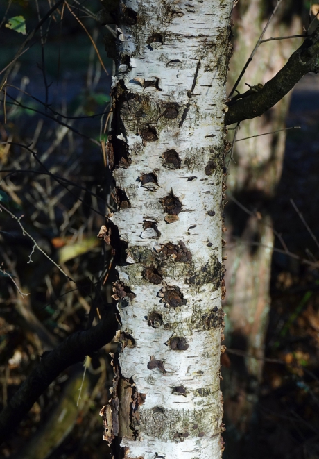 Het zeldzame Ringelen van de Grote Bonte Specht