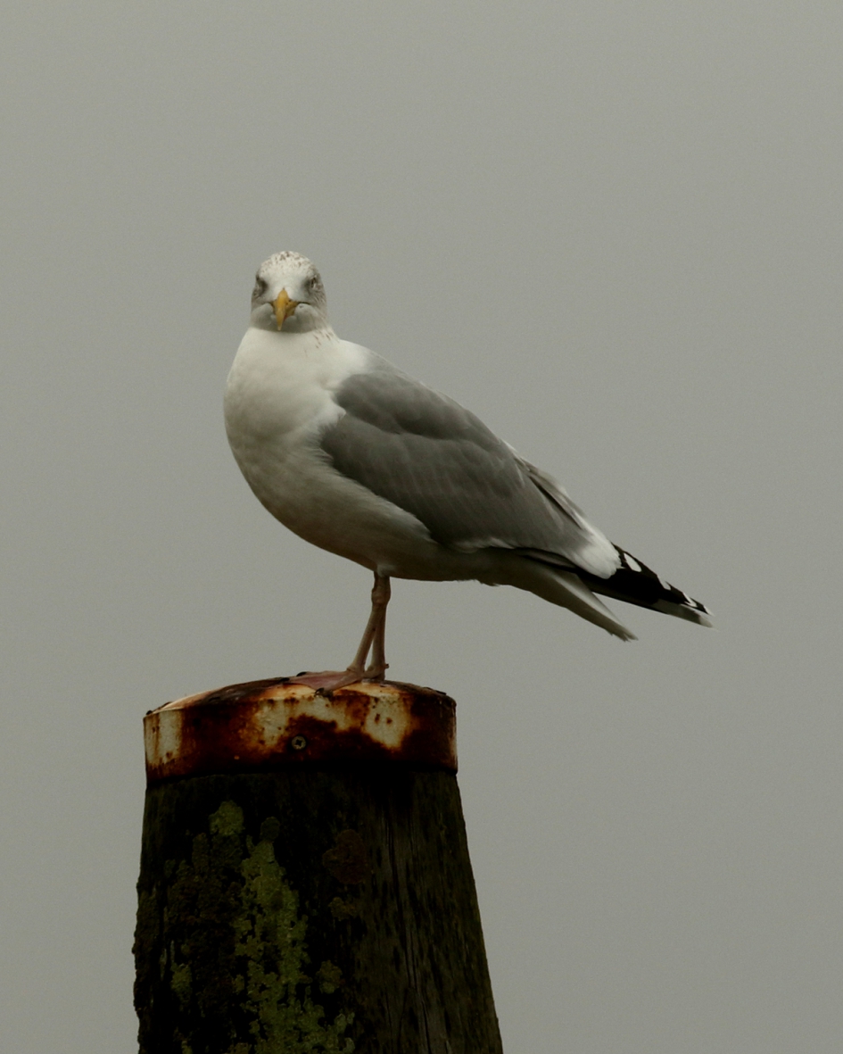 hoog en nog even droog - Vogels - zilvermeeuw