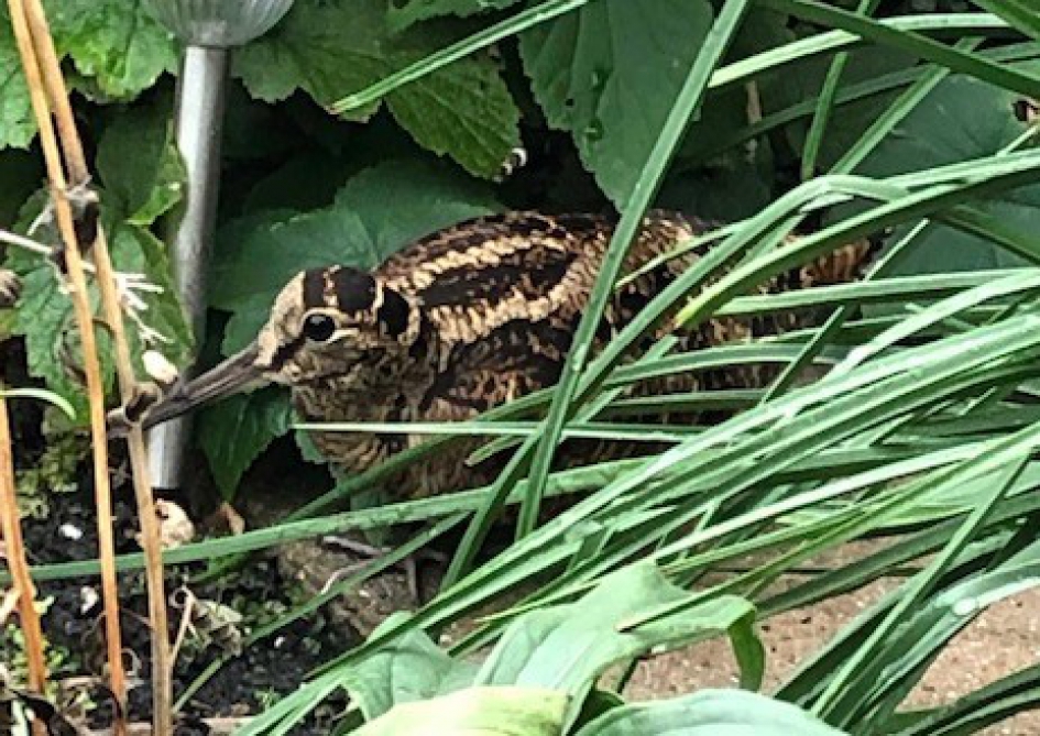 Houtsnip - Vogels - Houtsnip