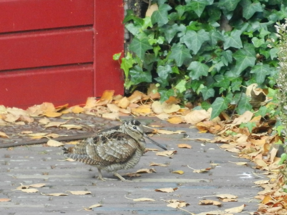 houtsnip - Vogels - houtsnip