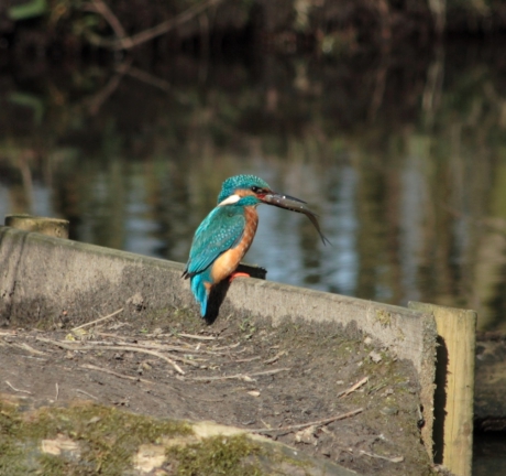 Ijsvogel