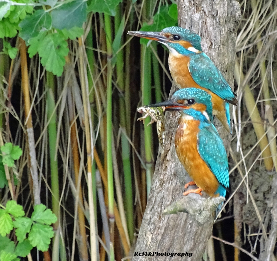 IJsvogel. - Vogels - IJsvogel.
