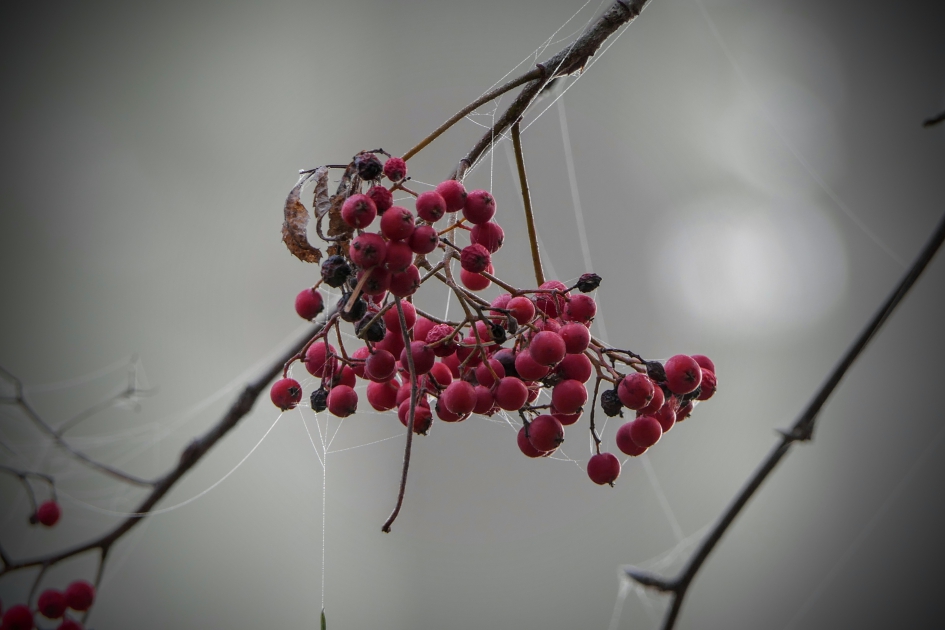 In de vroege ochtend. - Planten - Lijsterbes