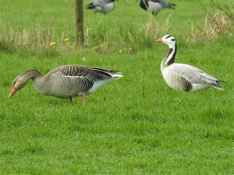 Indische gans en grauwe gans - Vogels - Indische gans