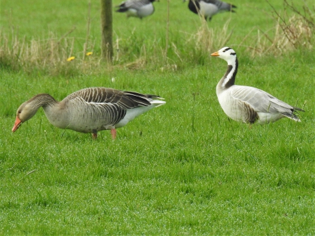 Indische gans en grauwe gans