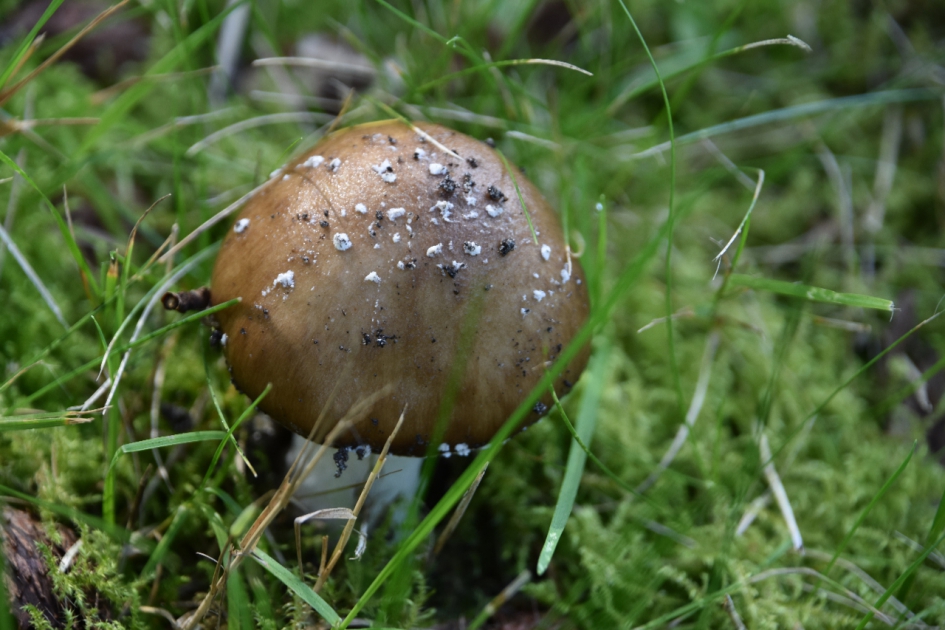 “Bruine bol” - Schimmels - 