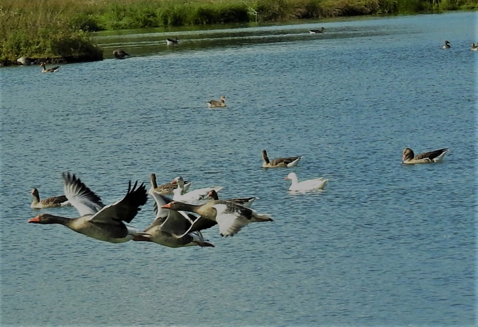 Invliegende grauwe ganzen - Vogels - Grauwe gans