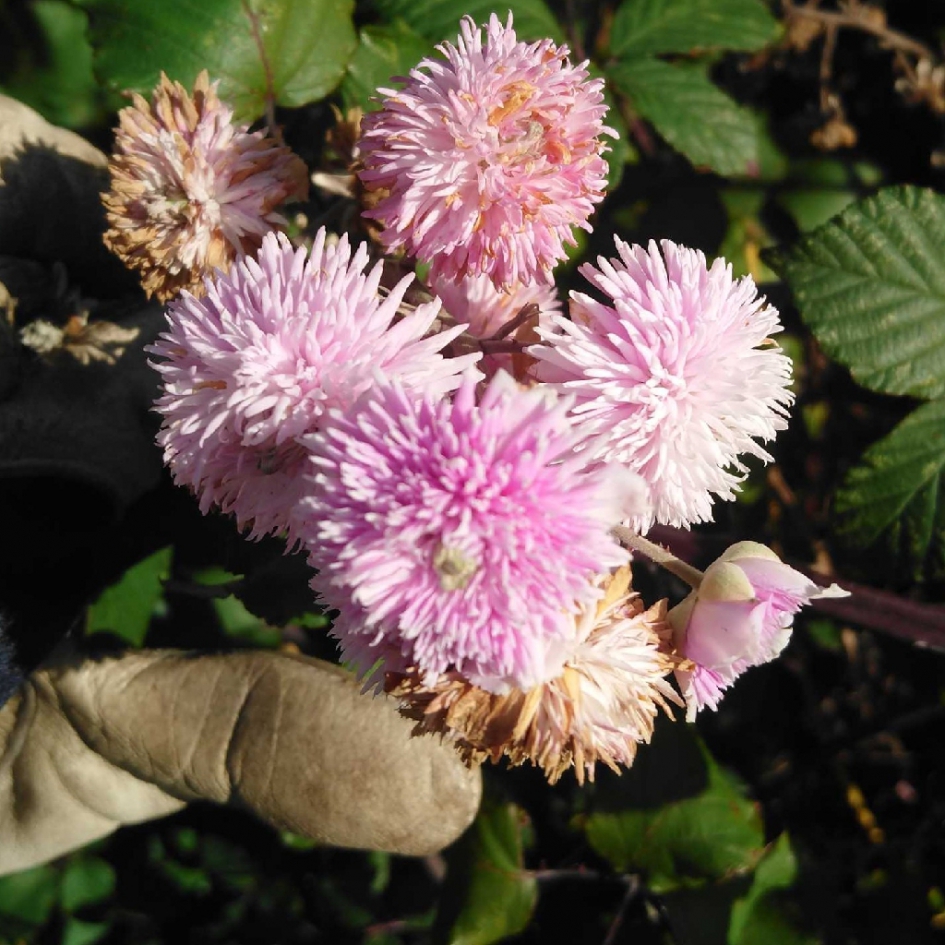 Is dit een braamsoort - Planten - 