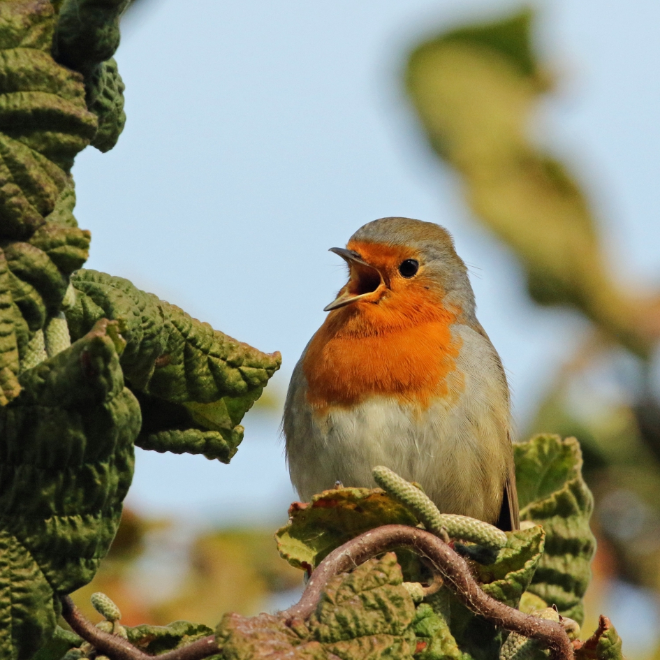 Je hoort hem bijna zingen ! - Vogels - Roodborstje