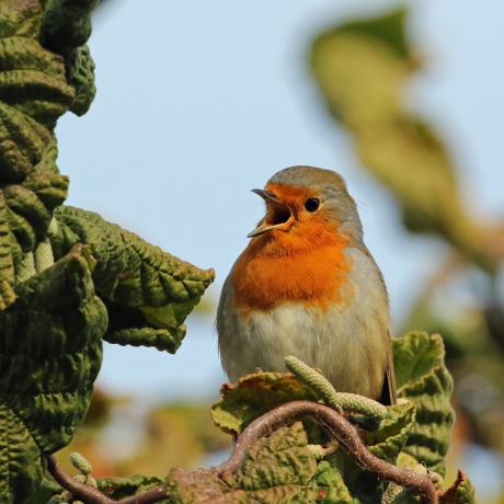 Je hoort hem bijna zingen !