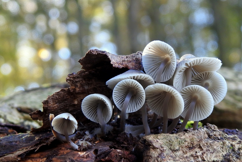 Jonge grijsaards - Schimmels - Grijze mycena