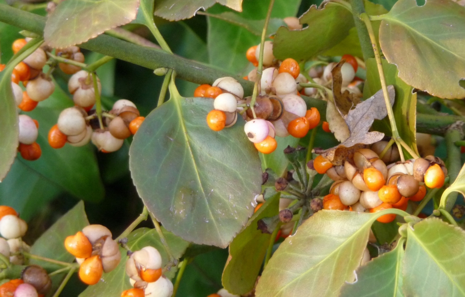 Kardinaalsmuts - Planten - 