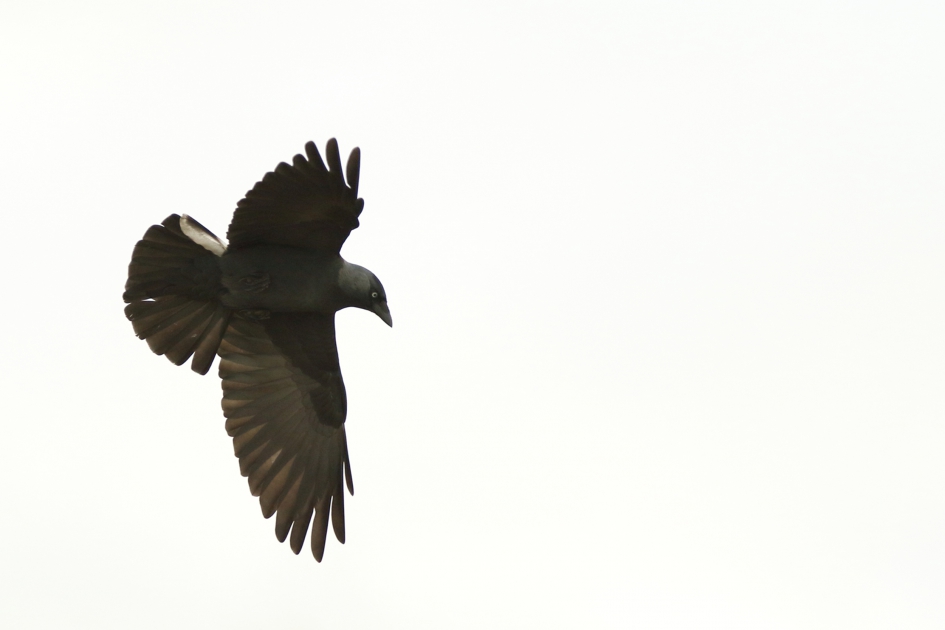 kauw in grauw -weer- - Vogels - 